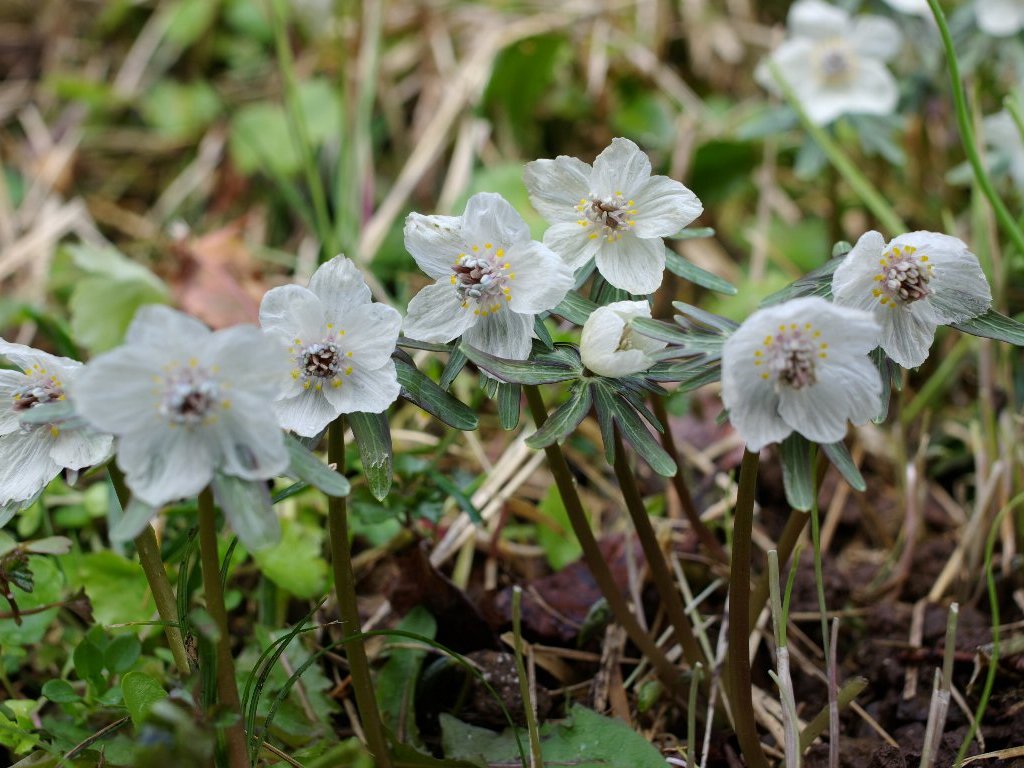 �Z�c�u���\�E