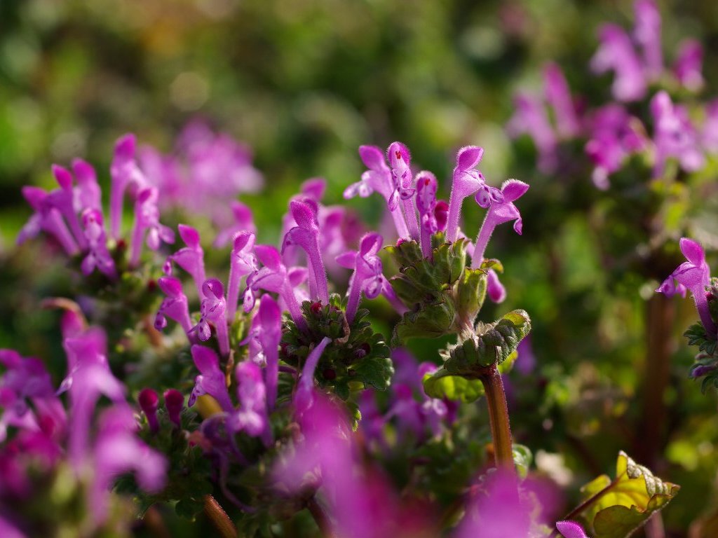 �z�g�P�m�U