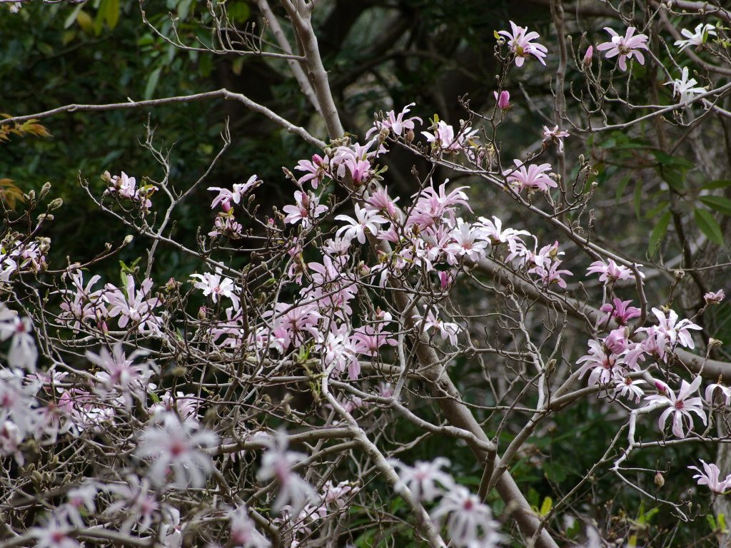 �V�f�R�u�V