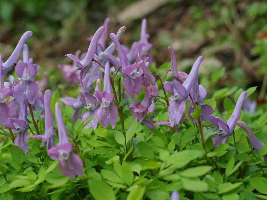 ヤマエンゴサク−紫 ヤマエンゴサク−紫