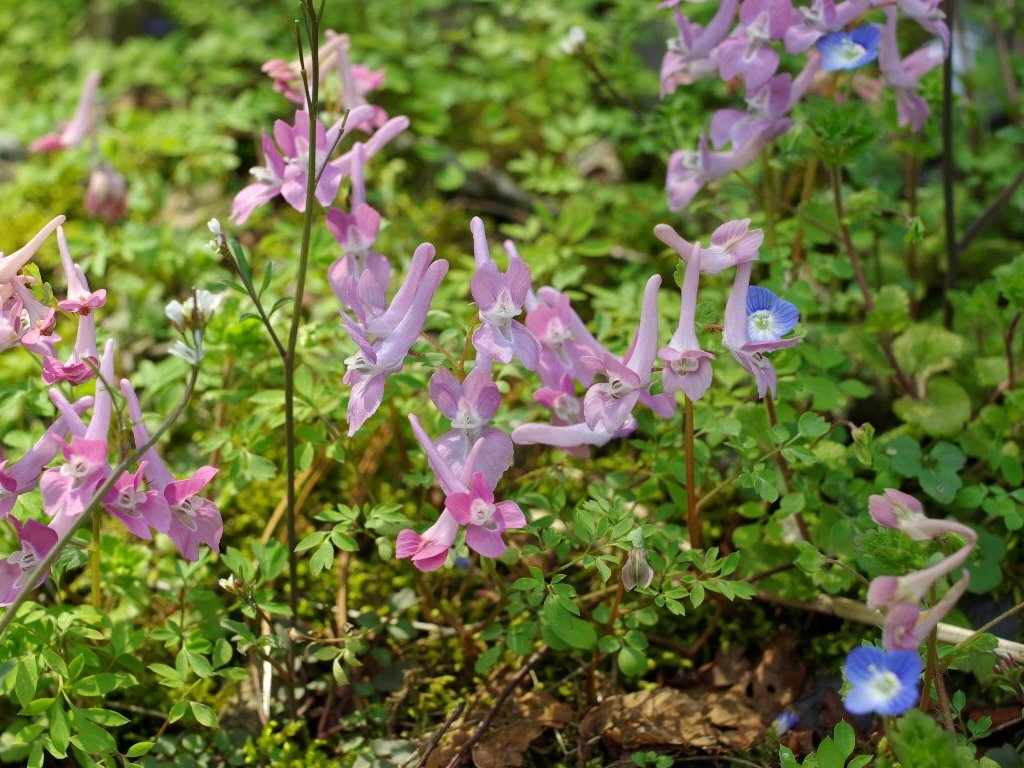 ヤマエンゴサク ヤマエンゴサク