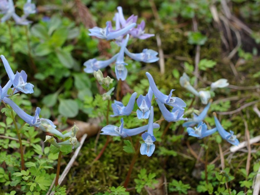 ヤマエンゴサク−青 ヤマエンゴサク−青