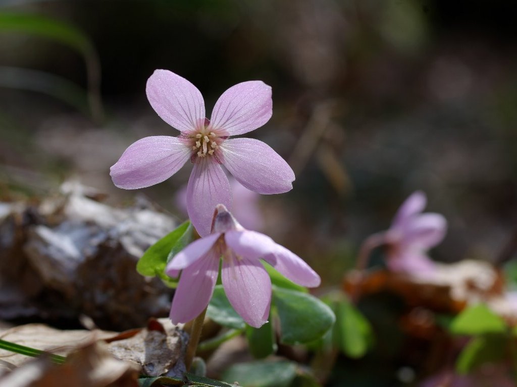 �~���}�J�^�o�~