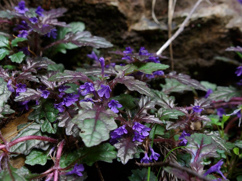 �^�`�L�����\�E