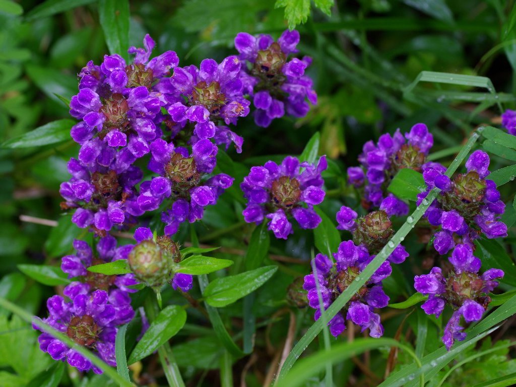 �E�c�{�O�T