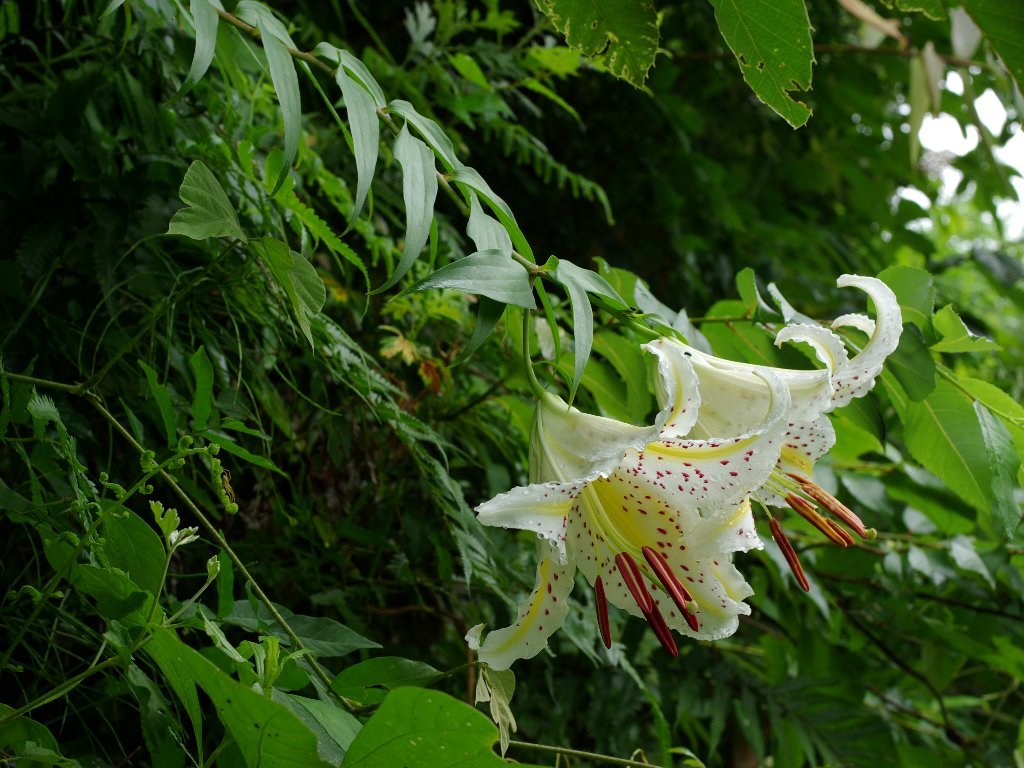 ヤマユリ ヤマユリ