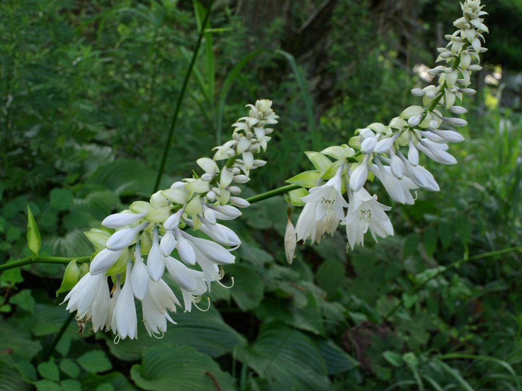 オオバギボウシ オオバギボウシ