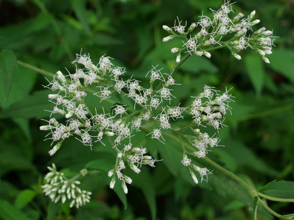 �q���h���o�i