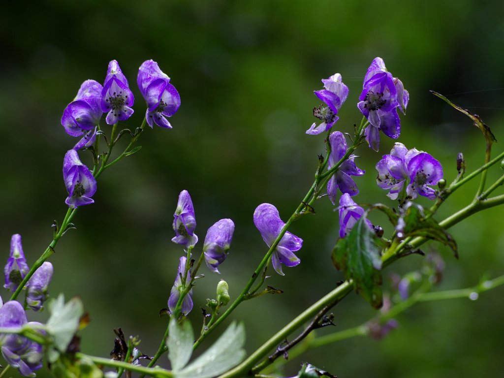 �g���J�u�g