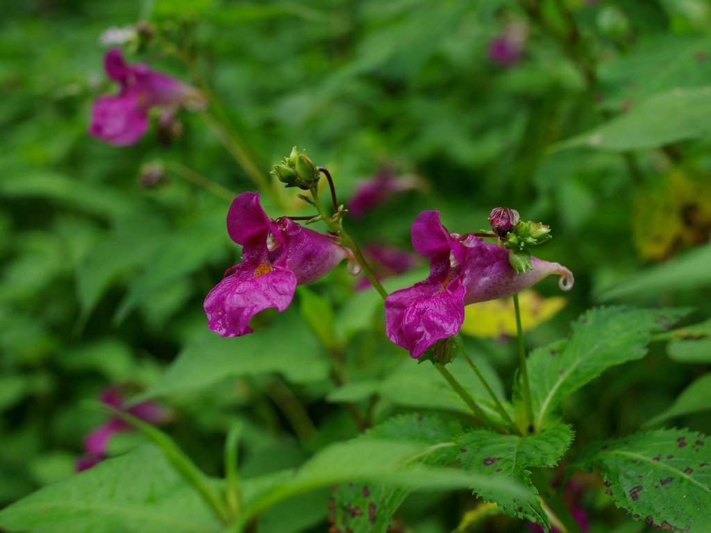 ツリフネソウ ツリフネソウ