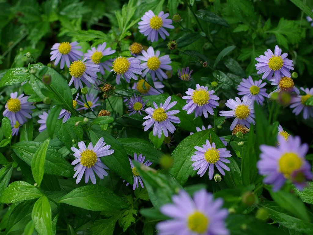 ヨメナ ヨメナ