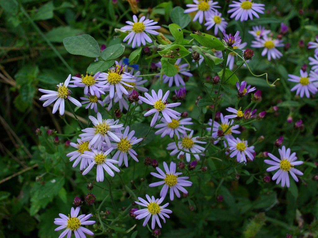 �m�R���M�N