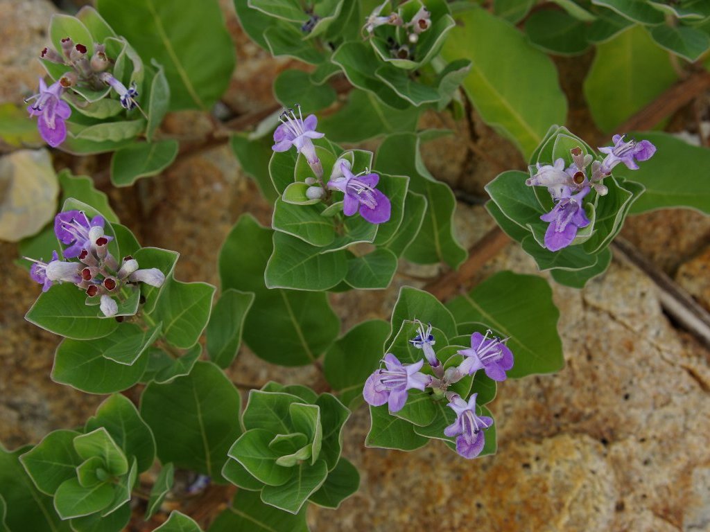 ハマゴウ ハマゴウ