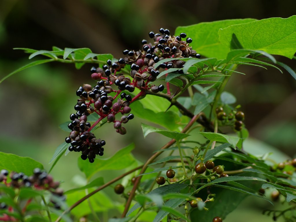 �C�k�U���V���E