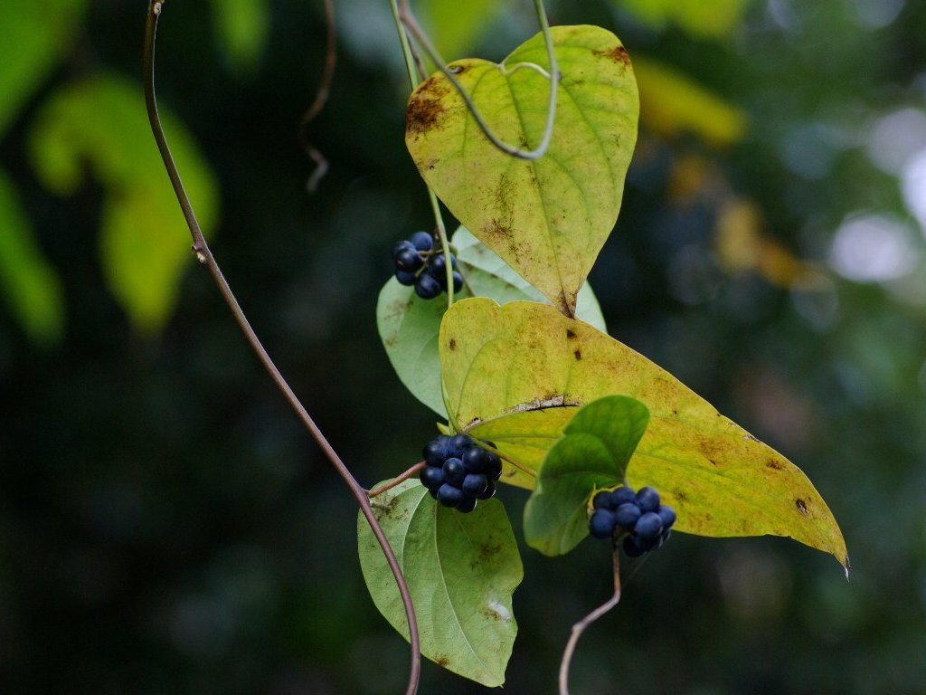 �A�I�c�d���t�W