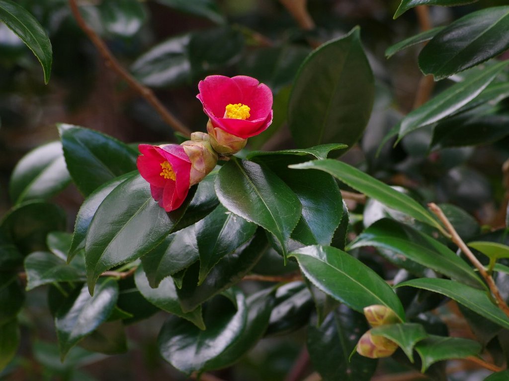 ���u�c�o�L