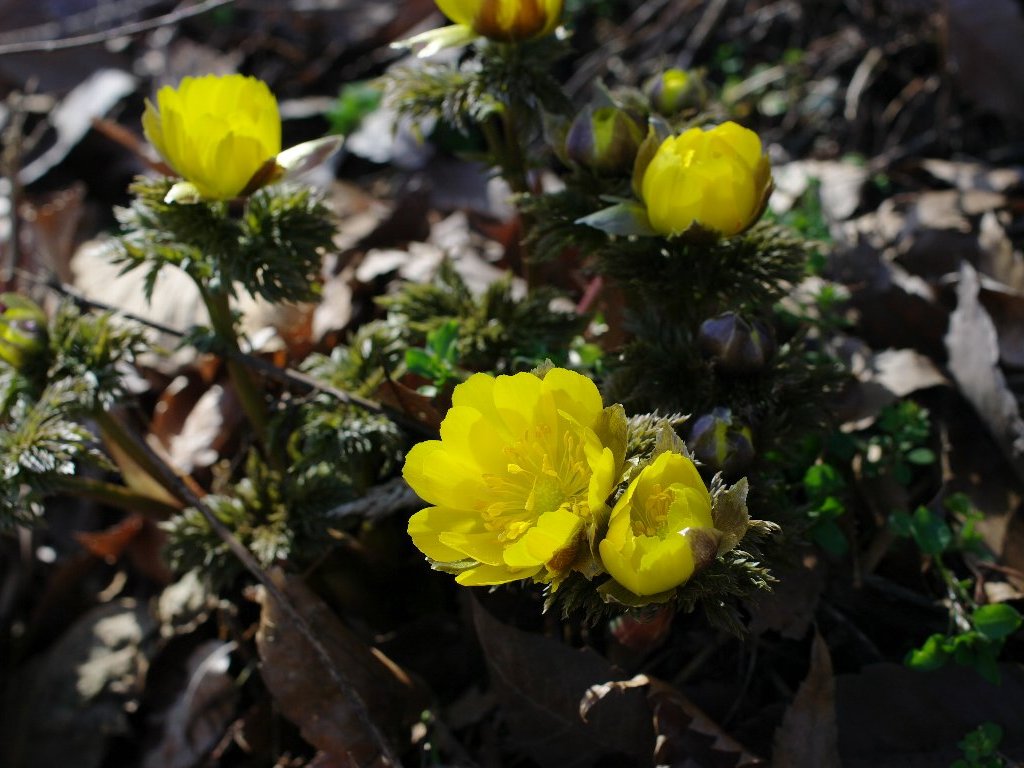 �t�N�W���\�E