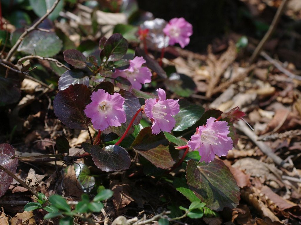 �C���E�`��