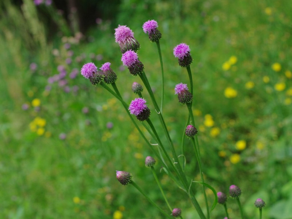 キツネアザミ キツネアザミ