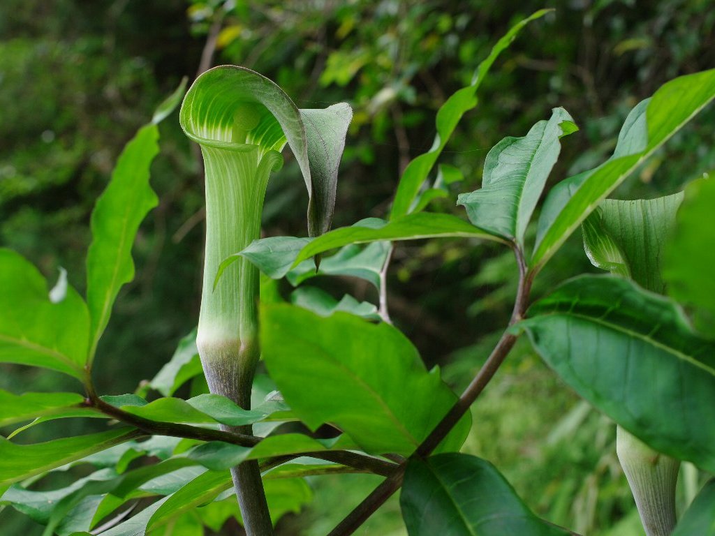 �X���K�e���i���V���E