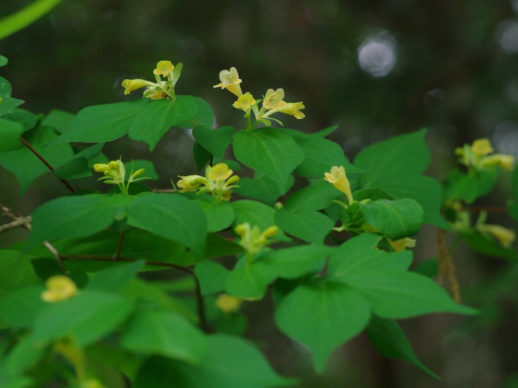 �c�N�o�l�E�c�M