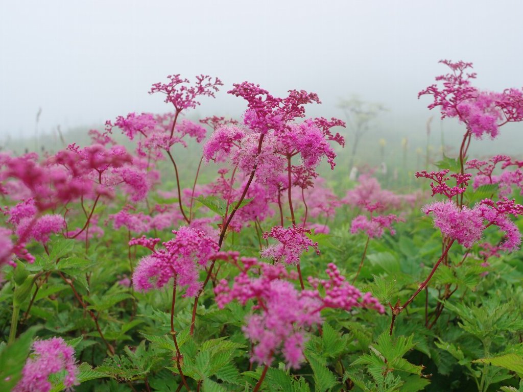 �V���c�P�\�E