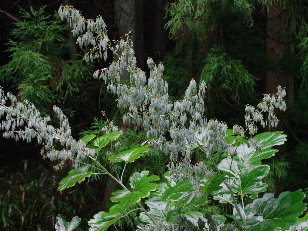 �^�P�j�O�T