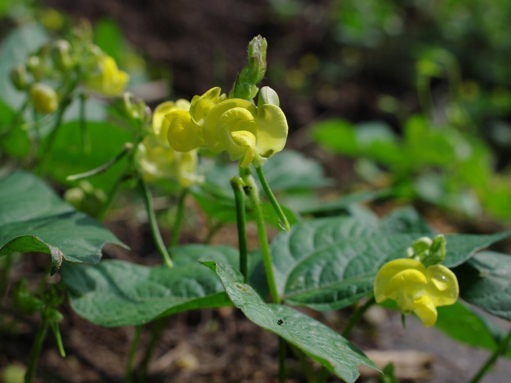 ���u�c���A�Y�L