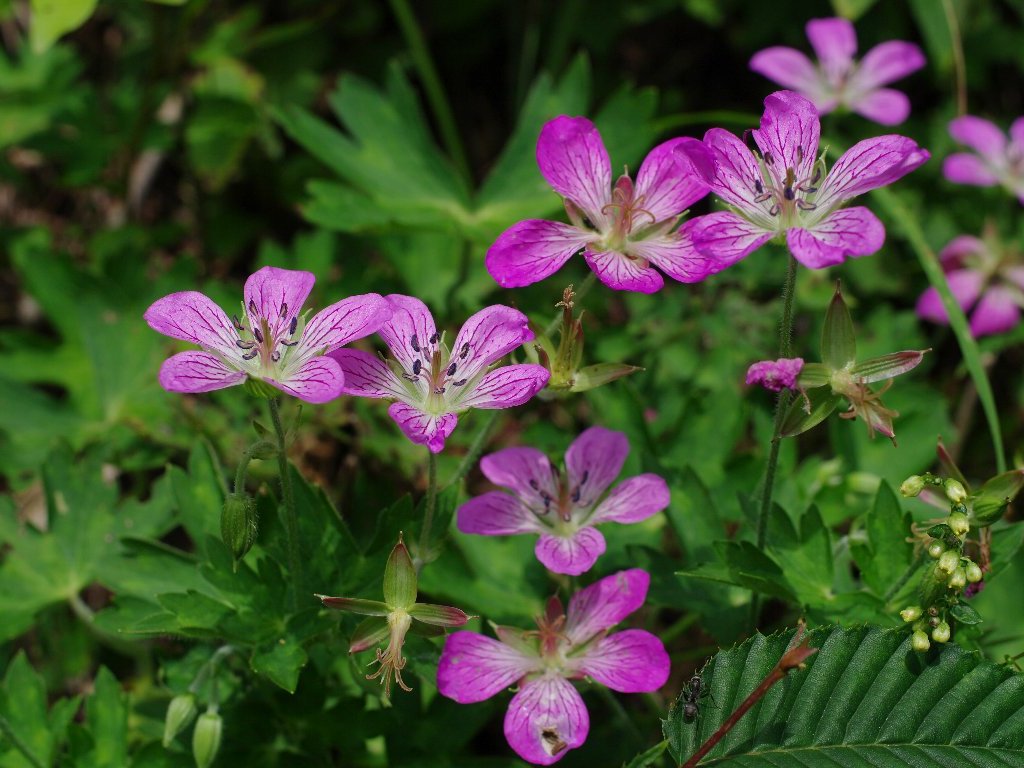 イヨフウロ イヨフウロ