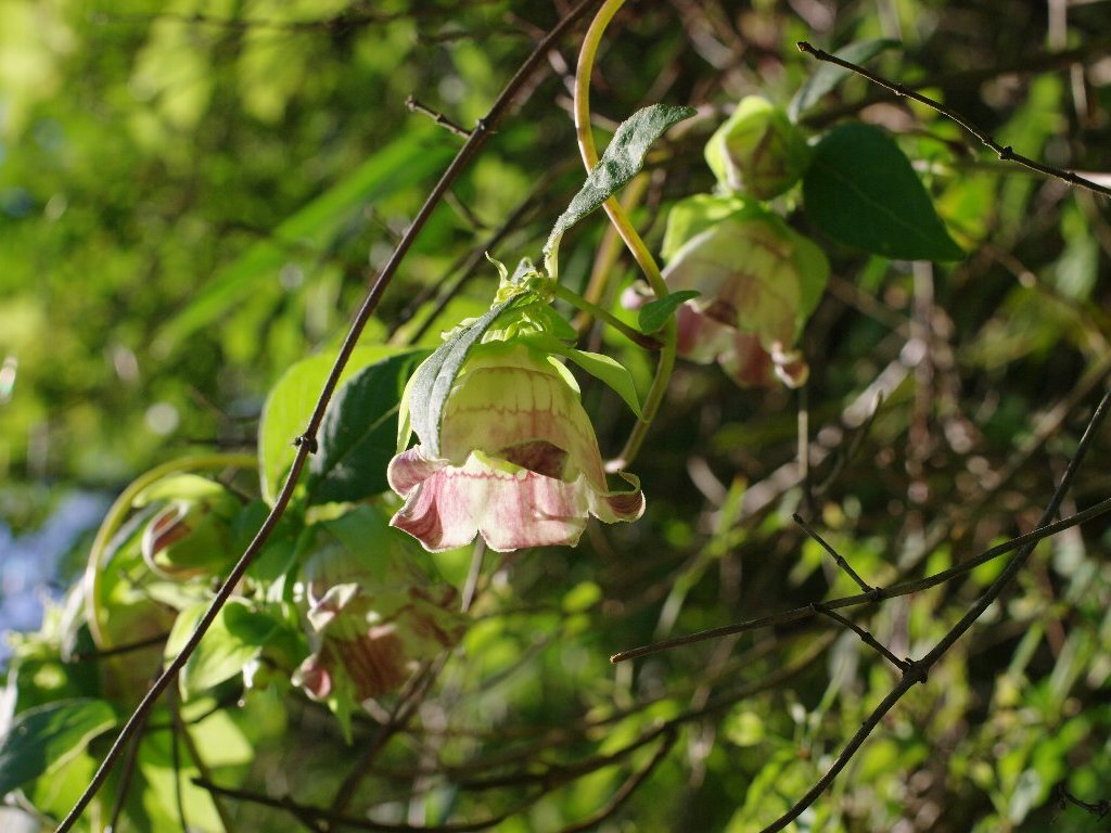 ツルニンジン ツルニンジン