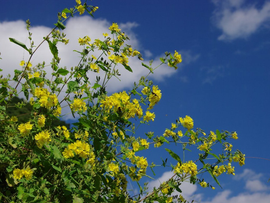 ���N�V�\�E