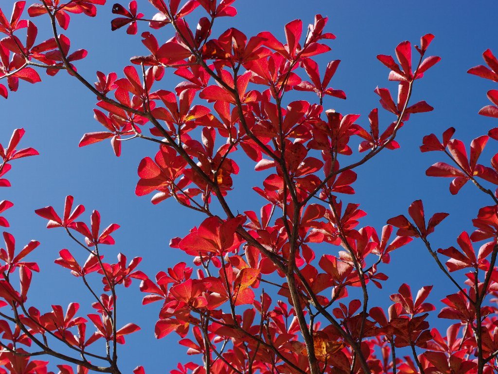 シロヤシオ シロヤシオ