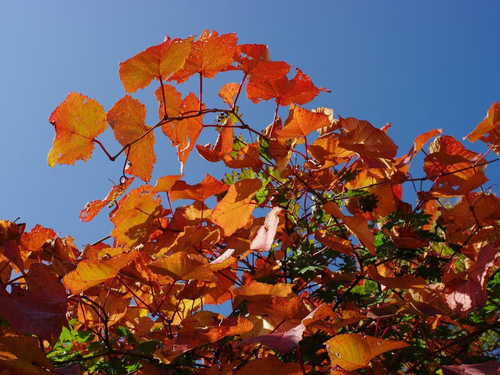 ���}�u�h�E