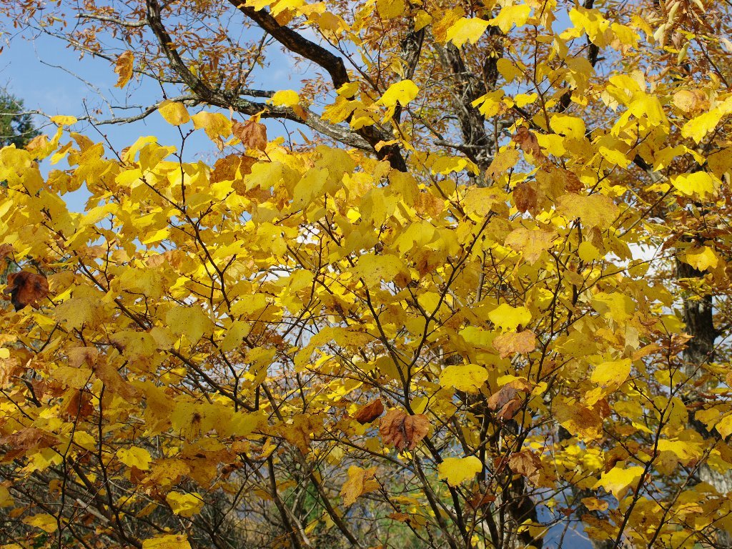 �_���R�E�o�C