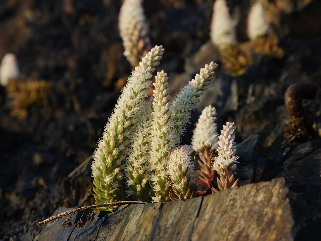 �c�������Q