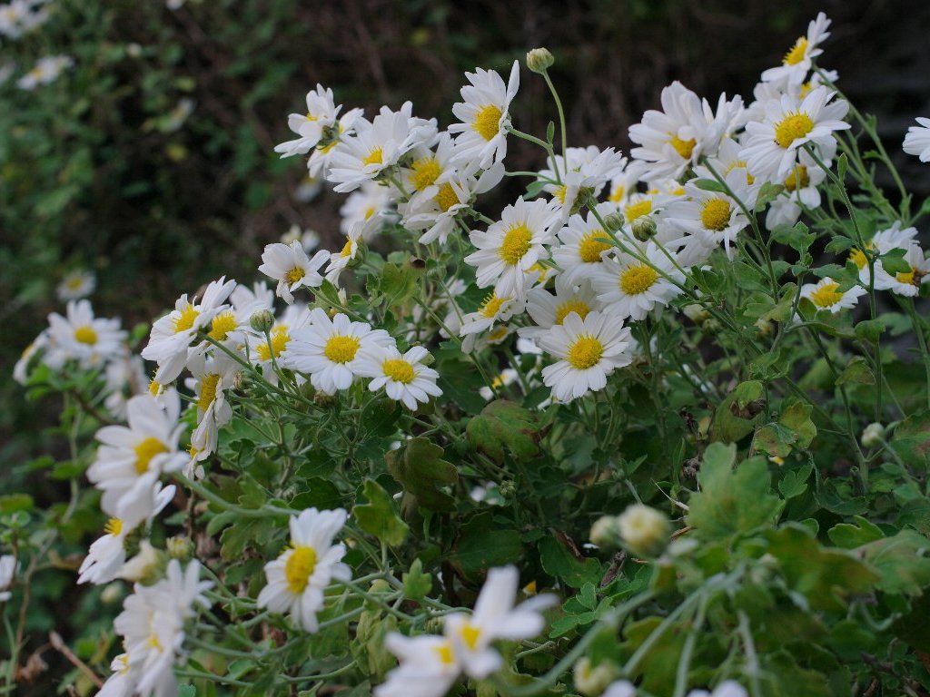 ノジギク ノジギク