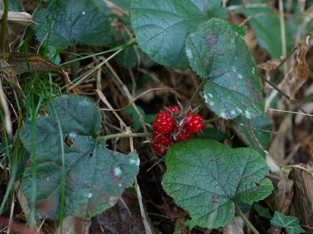 �t���C�`�S