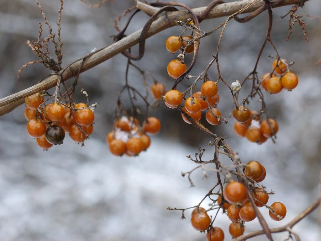 �w�N�\�J�Y��