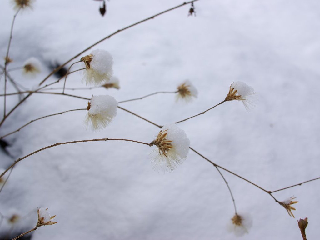 �R�E���{�E�L