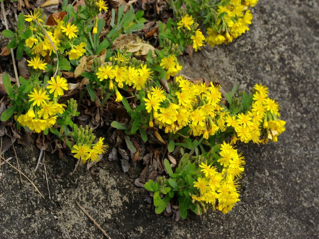 �A�[�g�E�i