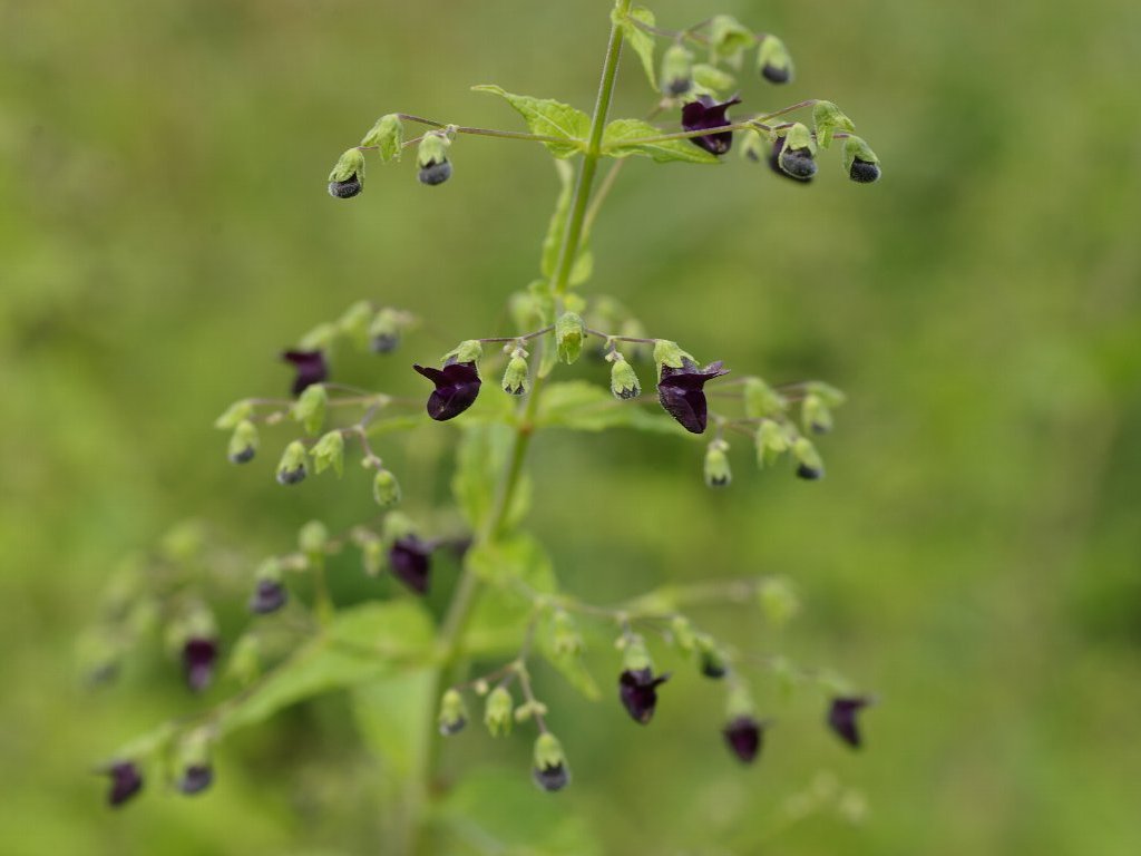 �N���o�i�q�L�I�R�V