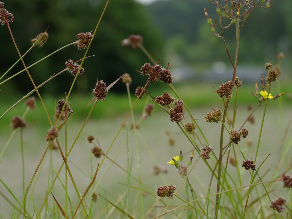 スズメノヤリ スズメノヤリ