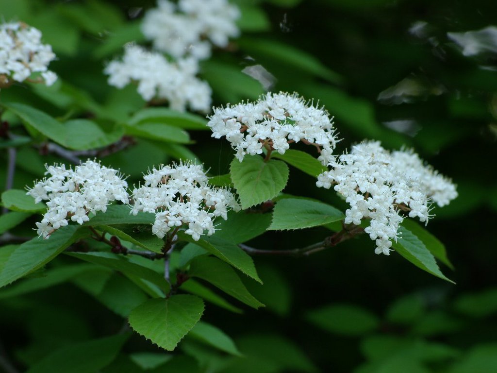 �R�o�m�K�}�Y�~