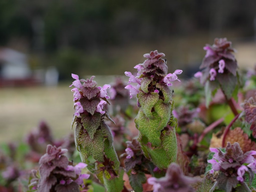 �q���I�h���R�\�E