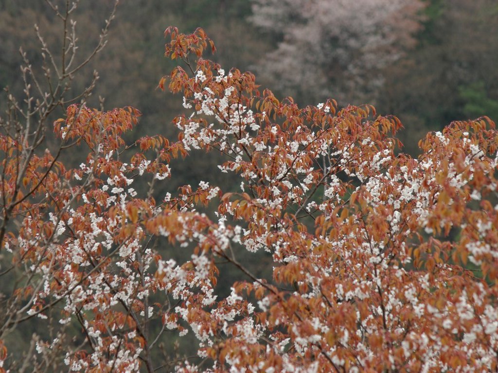 ヤマザクラ ヤマザクラ