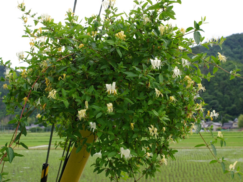 スイカズラ スイカズラ