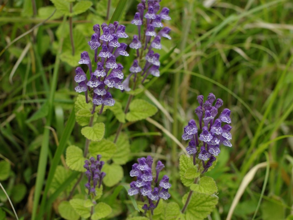 �^�c�i�~�\�E