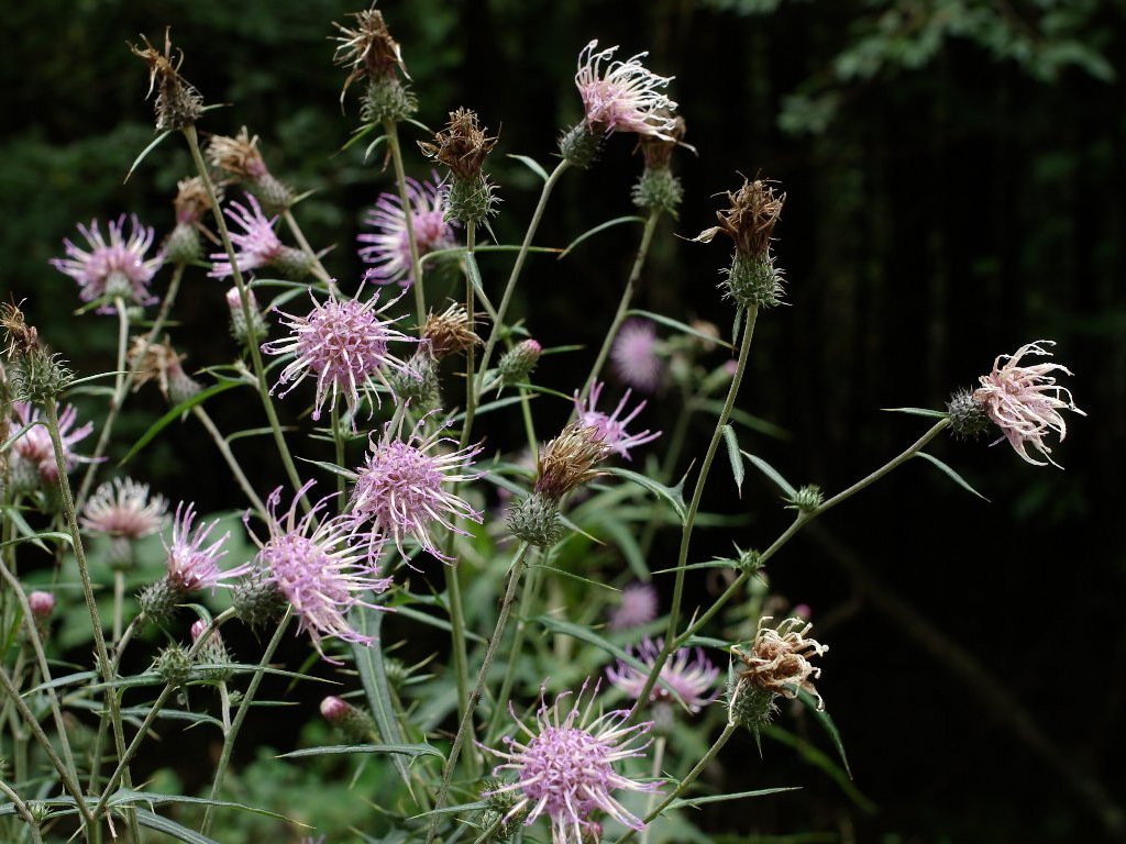 ヨシノアザミ ヨシノアザミ