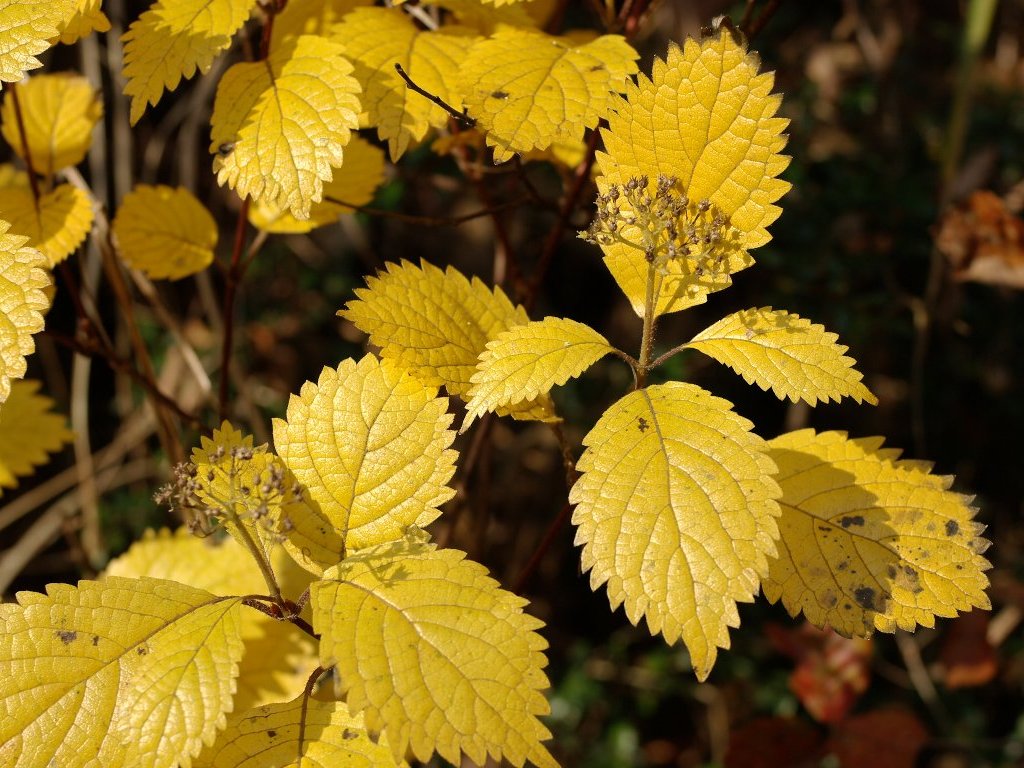 �R�A�W�T�C