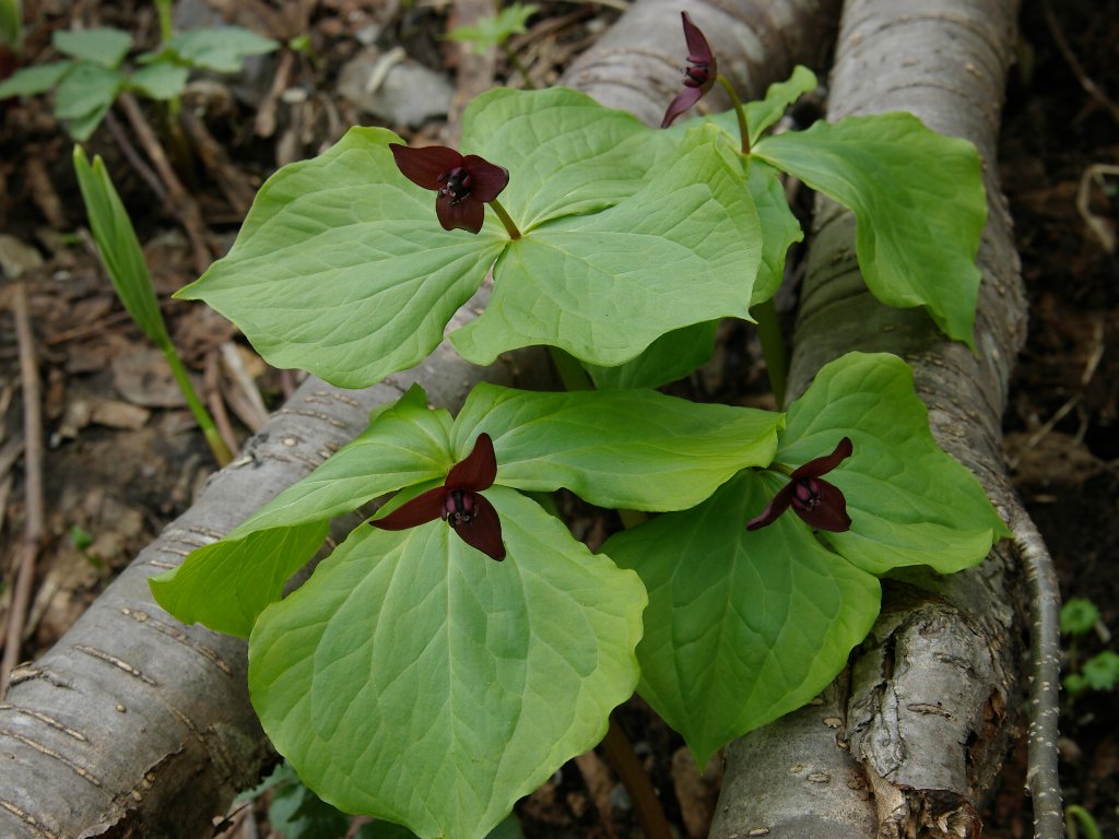 �G�����C�\�E